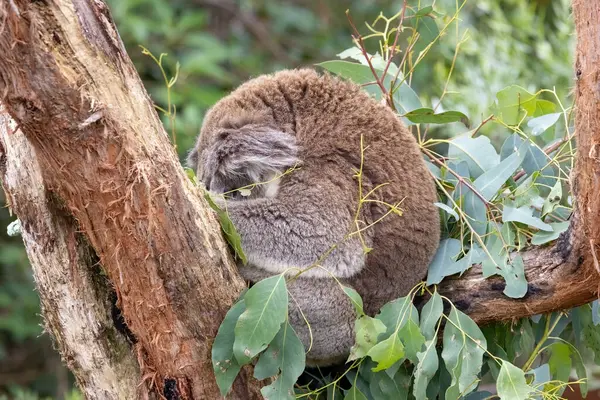 Koala Phascolarctos Cinereus Est Enroulé Dormi Dans Eucalyptus Australie Marsupial — Photo
