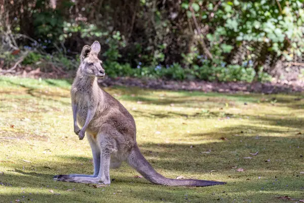 Forester Kangourou Joey Macropus Giganteus Grand Marsupial Tasmanie Australie Photo De Stock