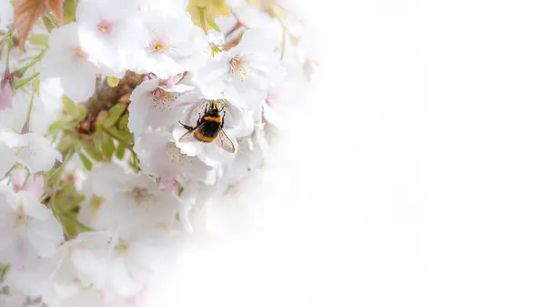 Bumblebee Flor Cereja Flores Suaves Primavera Foco Fundo Branco Com Fotos De Bancos De Imagens