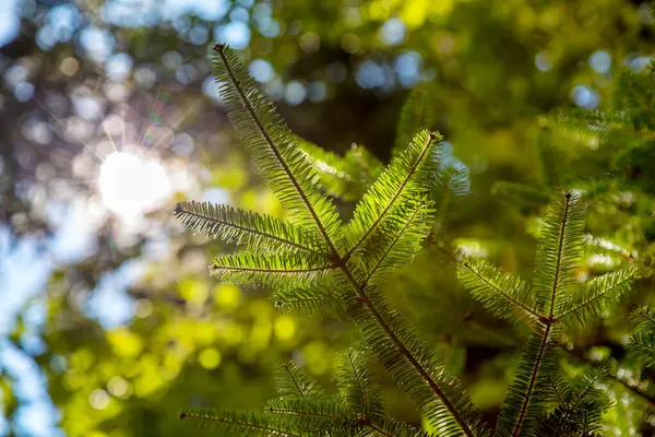 Sol Verão Uma Floresta Pinheiros Natureza Fundo Com Luz Solar Imagens De Bancos De Imagens