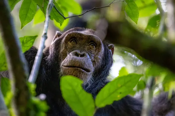Adult chimpanzee, pan troglodytes, looks up to the sun shining through a break in the tree canopy. Kibale Forest, Uganda. Conservation program means that some troupes are habituated for human contact