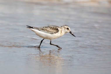 A sanderling, calidris alba, searching for food along the water line, and a water droplet hangs from the beak. Magdalen Islands, Canada. clipart