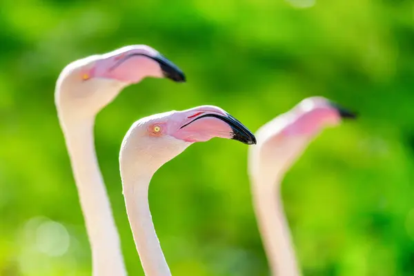 Större Flamingos Phoenicopterus Roseus Bokeh Grön Bladbakgrund Närbild Flamboyans Eller Stockfoto