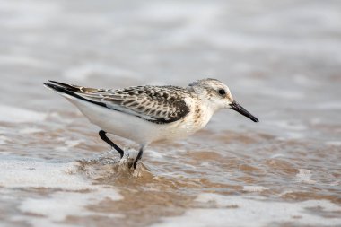 A sanderling, calidris alba, searching for food along the water line. Magdalen Islands, Canada. clipart