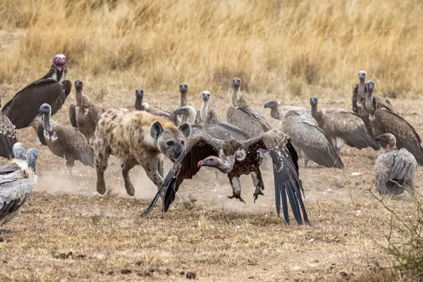 Una Hiena Solitaria Ahuyenta Los Buitres Una Muerte Masai Mara Imagen De Stock