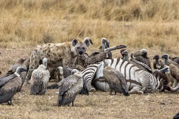 Ensam Hyena Skyddar Zebra Döda Från Gamar Väntar Att Delta Stockbild