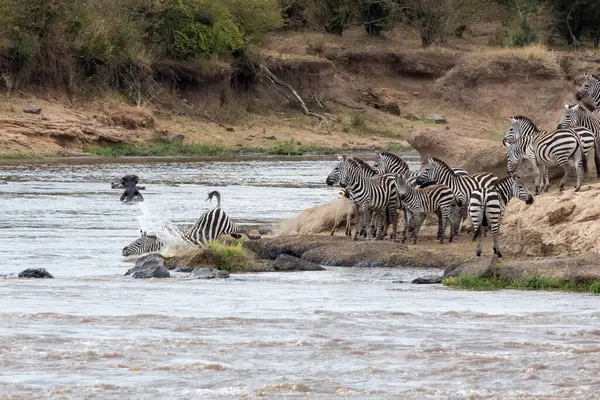 Flock Zebra Korsar Floden Mara Den Årliga Stora Migrationen Masai Stockfoto