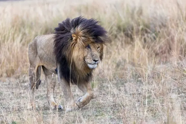 Ενηλίκων Αρσενικό Λιοντάρι Που Αναδύεται Από Κόκκινο Γρασίδι Βρώμης Του Εικόνα Αρχείου