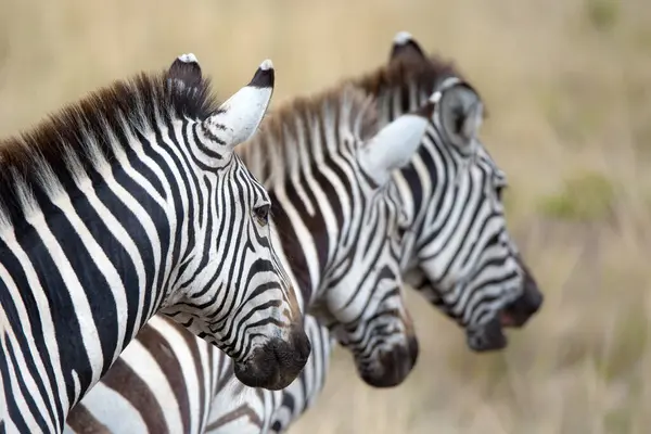 Três Zebras Equus Quagga Uma Fileira Contra Fundo Pradarias Durante Fotos De Bancos De Imagens