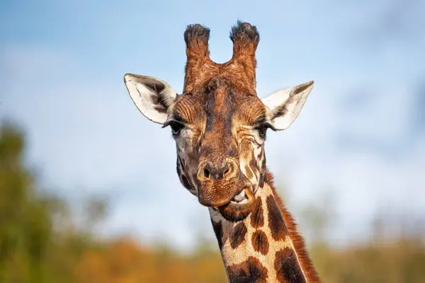 Framifrån Bild Rothschild Giraff Giraffa Camelopardalis Camelopardalis Mot Grönt Lövverk Stockbild