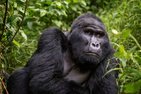 Maraya Adult Male Blackback Gorilla Gorilla Beringei Beringei Habinyanja Family —  Fotos de Stock