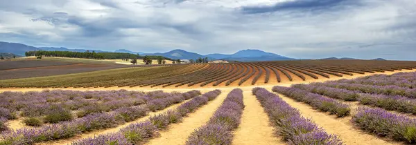 Panorama Rows Cultivated Lavender Plants Growing Rich Soil Mountain Summer Stockfoto