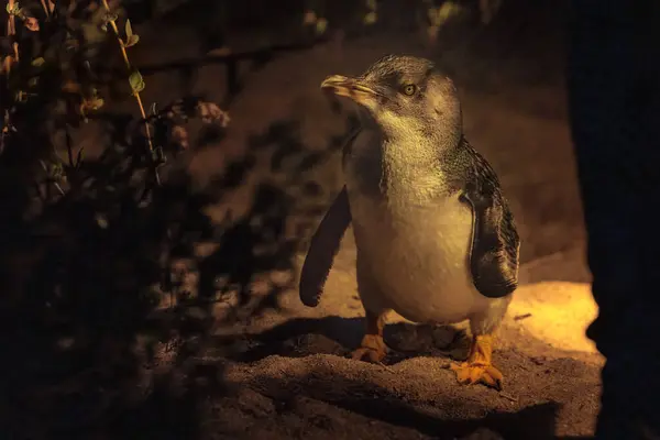 Fairy Blue Penguin Comes Ashore Night Smallest Penguin Species Come Εικόνα Αρχείου