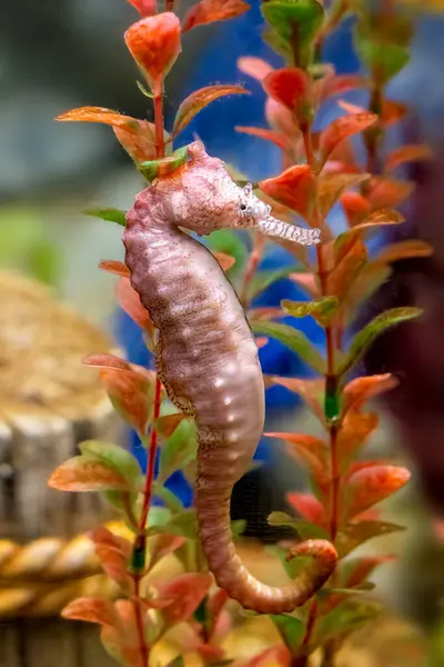 West Australian Long Snout Seahorse Hippocampus Elongatus Subelongatus Mature Adult Royalty Free Φωτογραφίες Αρχείου