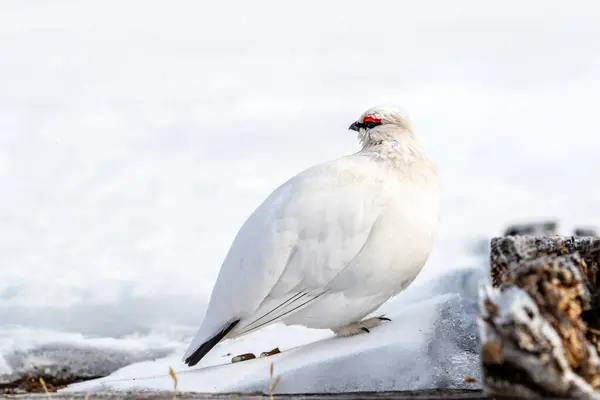 Side profile of a male rock ptarmigan, lagopus muta, in the snow of Svalbard. This territorial bird has white plumage as camouflage in winter. The male is identified by the red band above the eye.