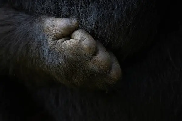 Detalhe Uma Mão Gorila Mostrando Dígitos Polegar Opositor Gorila Montanha Imagens De Bancos De Imagens