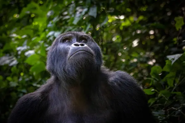 Hombre Adulto Gorila Montaña Gorila Beringei Beringei Claro Iluminado Por Imagen de archivo