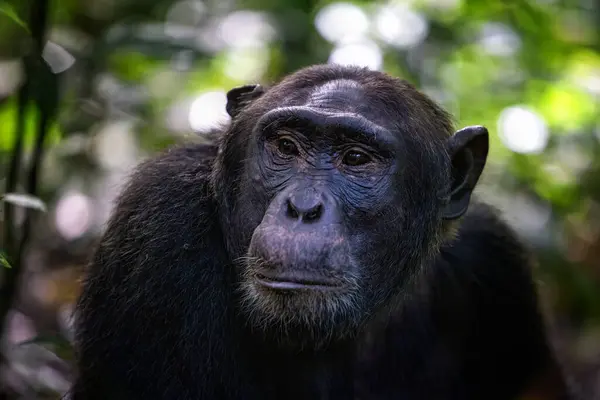 우간다 키발레 국립공원의 열대우림에 성숙한 침팬지 트로글로디테 프로그램은 부대가 인간의 로열티 프리 스톡 이미지