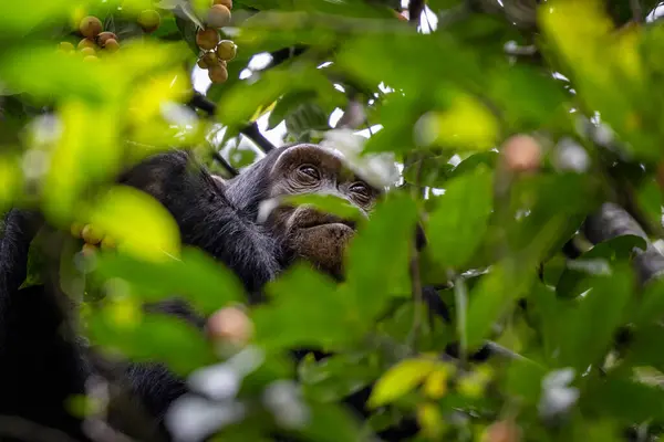 Chimpanzé Adulto Pan Troglodytes Nas Copas Das Árvores Como Visto Fotos De Bancos De Imagens