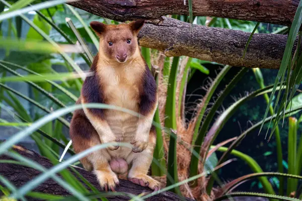 Chers Compagnons Kangourou Arbre Orné Contre Feuillage Dense Jungle Marsupial — Photo