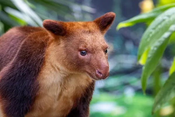 동료나 캉가루 밀림의 잎사귀에 대하여 파푸아뉴기니와 퀸즐랜드주 북부에서 발견되는 동물로 스톡 사진