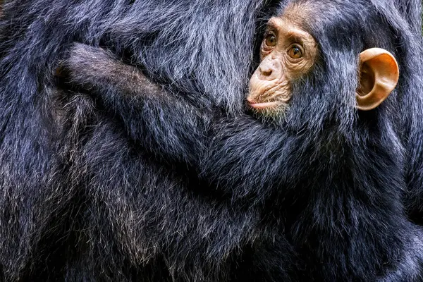 Bébé Chimpanzé Poêle Troglodytes Accroche Mère Parc National Kibale Ouest Photos De Stock Libres De Droits