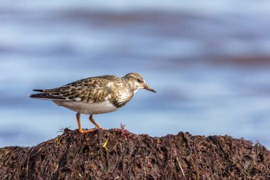 A sanderling, calidris alba, searching for food along the water line, standing on seaweed deposits. Magdalen Islands, Canada. clipart