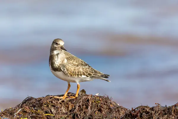 一种沙生的 灰灰色的金丝雀 沿着水线寻找食物 站在海藻沉积物上 加拿大马格达伦群岛 图库图片