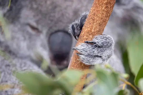 Koalova Ruka Svírala Větev Stromu Koalas Phascolarctos Cinereus Mají Dva Stock Fotografie