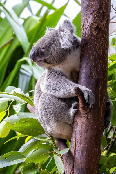 Dospělá Koala Phascolarctos Cinereus Australském Eukalyptu Tento Roztomilý Marsupial Ohrožen Stock Snímky