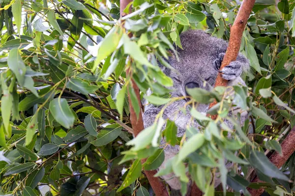 Sebuah Koala Phascolarctos Cinereus Meringkuk Dan Tidur Pohon Eukaliptus Australia Stok Gambar