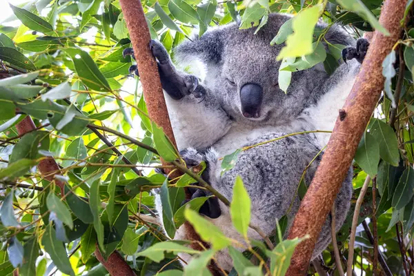 Koala Afferra Rami Albero Arrampicarsi Koala Phascolarctos Cinereus Hanno Due Foto Stock