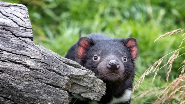 stock image Tasmanian Devil, Sarcophilus harrisii, the largest carnivorous marsupial and an endangered species found only in Tasmania and New South Wales, Australia.