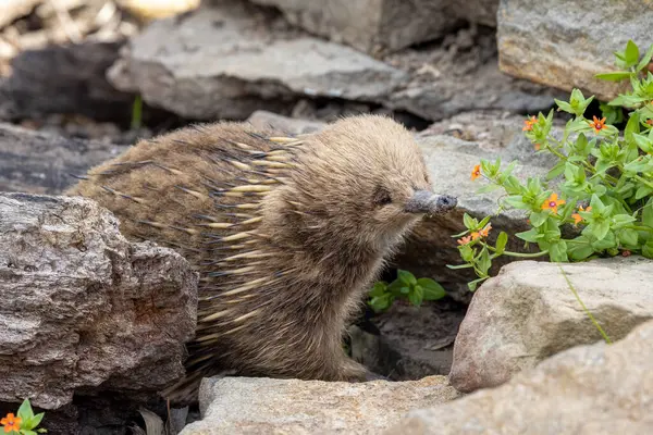 Short Beaked Echidna Tachyglossus Aculeatu Also Known Spiny Anteater Egg 免版税图库照片