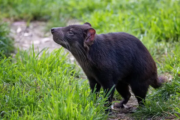 Tasmanian Devil Sarcophilus Harrisii Marsupial Karnivora Terbesar Dan Spesies Terancam Stok Gambar