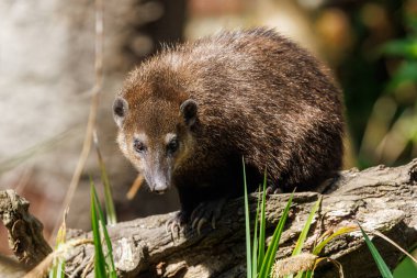 Adult common cusimanse, crossarcgus obscurus, also known as the long-nosed kusimanse, a dwarf mongoose found in forests of sub-saharan Africa. clipart