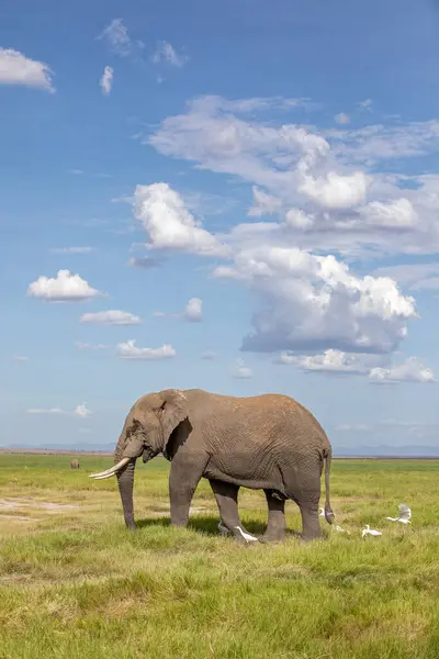 ケニアのアムボシェリ国立公園の草原を歩いているゾウ 大きな青空の雲が広がる広々としたオープンスペース ロイヤリティフリーのストック画像