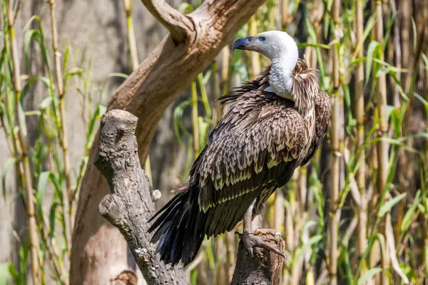 Ruppell Griffon Vulture Gyps Rueppelli Large Bird Prey Endemic Sahel Stok Lukisan  