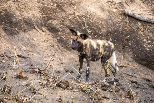 南アフリカのクルーガー国立公園にあるアフリカの野生の犬 リッカン ピカティス ペイントされた犬やケープハンティング犬としても知られ サハラ以南のアフリカ原産の野生の犬です 絶滅危惧種 ストック画像