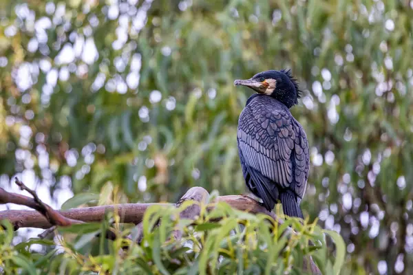 Great Cormorant Phalacrocorax Carbo Also Known Black Shag Perched Eucalyptus Royalty Free Stock Images