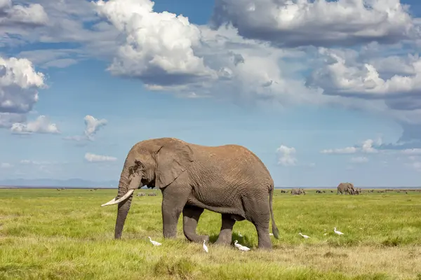 Elephant Walks Grasslands Amboseli National Park Kenya Wide Open Space Stock Photo
