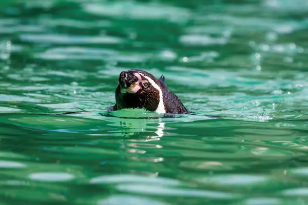 Humboldtský Tučňák Spheniscus Humboldti Plavající Klidných Vodách Zranitelný Druh Který Stock Obrázky