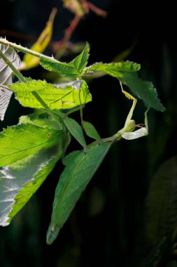 A leaf insect, Phyllium giganteum, hangs in the branches and is camouflaged in the real leaves. The ability to blend in to their environment is a defense against predators. clipart