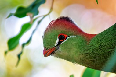An adult fischer's turaco, tauraco fischeri, close up portrait with space for text. This colourful bird is near threatened in the wild and is endemic to East Africa. clipart