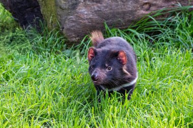 Tasmanian Devil, Sarcophilus harrisii, the largest carnivorous marsupial and an endangered species found only in Tasmania and New South Wales, Australia. clipart