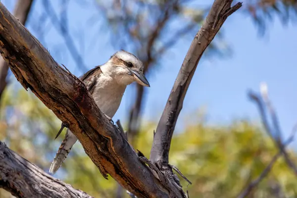 stock image Laughing kookaburra, Dacelo novaeguineae, a territorial tree kingfisher native to Australia. This adult bird in perched in a tree in Freycinet National Park, Tasmania.