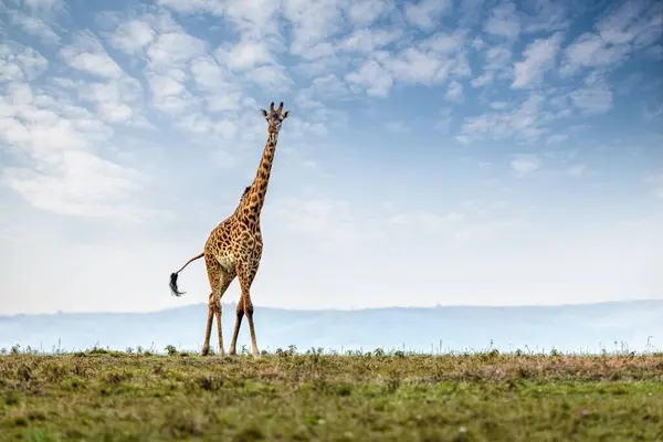 stock image A mature male Masai giraffe, Giraffa tippelskirchi, against a summer sky. Masai Mara, Kenya.