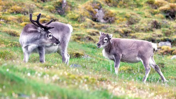 stock image Baby reindeer, Rangifer tarandus platyrhynchus, with his father, on the tundra of Longyearbyen, Spitsbergen, Svalbard.