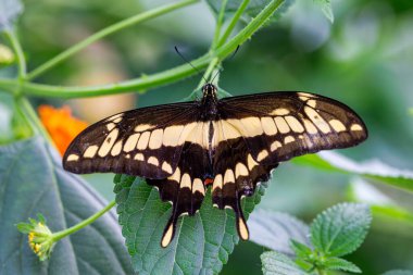 A King Swallowtail butterfly, papilio thoas, also known as the Thoas swallowtail. Found in the southernmost United States, Mexico, Central America and South America clipart