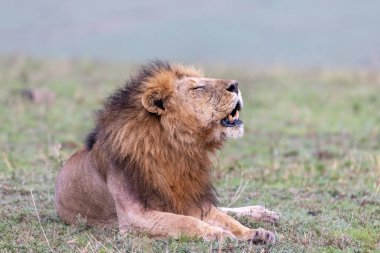 Adult male lion, pathera leo, with mouth open in a felmhen response. This big cat has a number of scars and a broken tooth, so has likely been fighting with a dominant male. Masai Mara, Kenya clipart